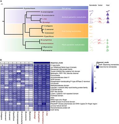 Parallel Evolution of C-Type Lectin Domain Gene Family Sizes in Insect-Vectored Nematodes